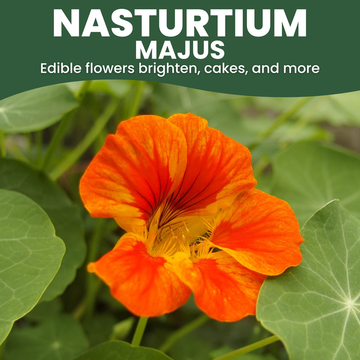 Family Sown nasturtium majus edible blooms add color to salads and garnishes.