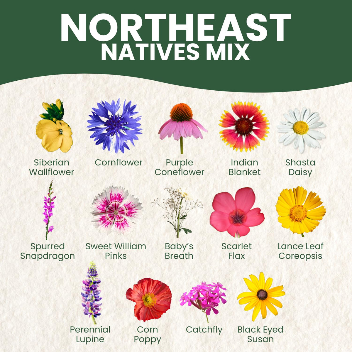 FAMILY SOWN Northeast Natives Mix seed-pack shown for meadow border planting in a natural garden.
