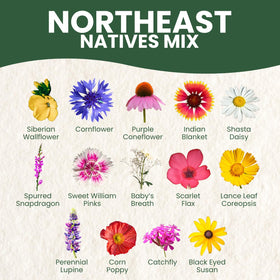 FAMILY SOWN Northeast Natives Mix seed-pack shown for meadow border planting in a natural garden.