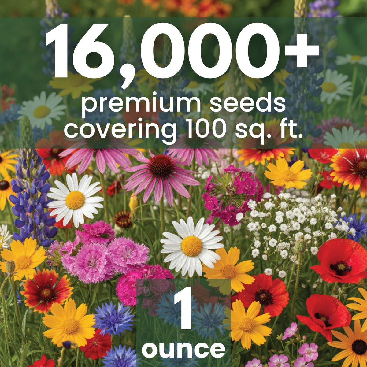 FAMILY SOWN Northeast Natives Mix blooms preview illustrating seasonal color in a meadow.