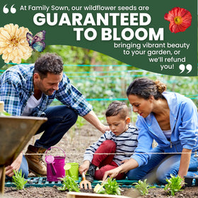 FAMILY SOWN Northeast Natives Mix supports biodiversity with pollinator-friendly blooms.