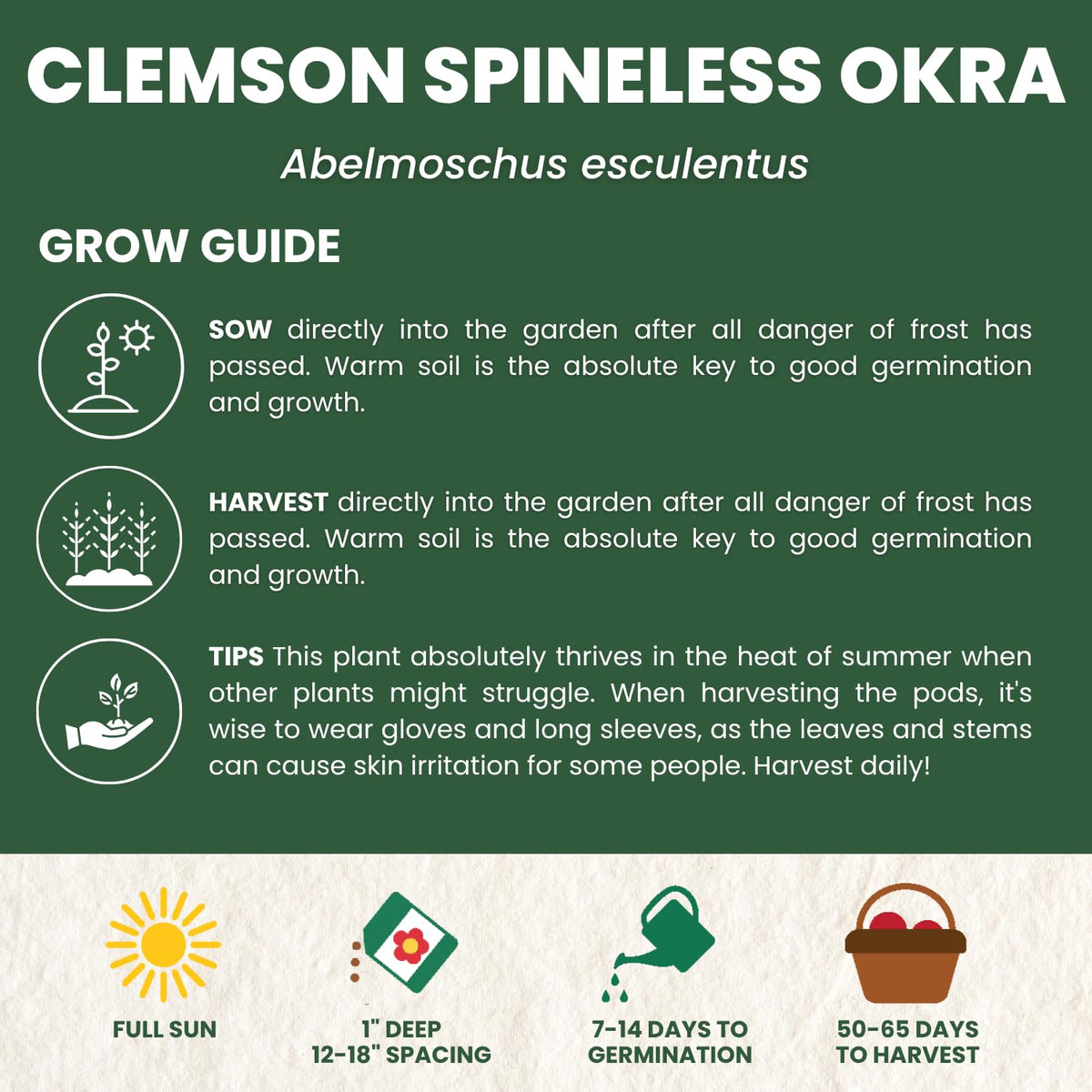 Family Sown Clemson Spineless okra plants thriving in full sun for robust growth.