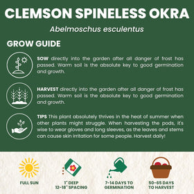 Family Sown Clemson Spineless okra plants thriving in full sun for robust growth.
