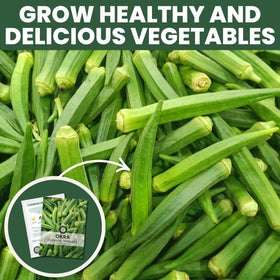 Family Sown Clemson Spineless okra pods ideal for frying and stews.