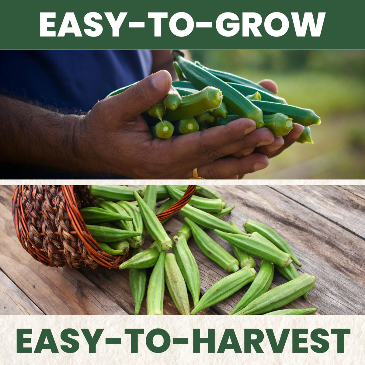 Family Sown Clemson Spineless okra pods ready for harvest in warm-season gardens.
