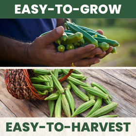 Family Sown Clemson Spineless okra pods ready for harvest in warm-season gardens.
