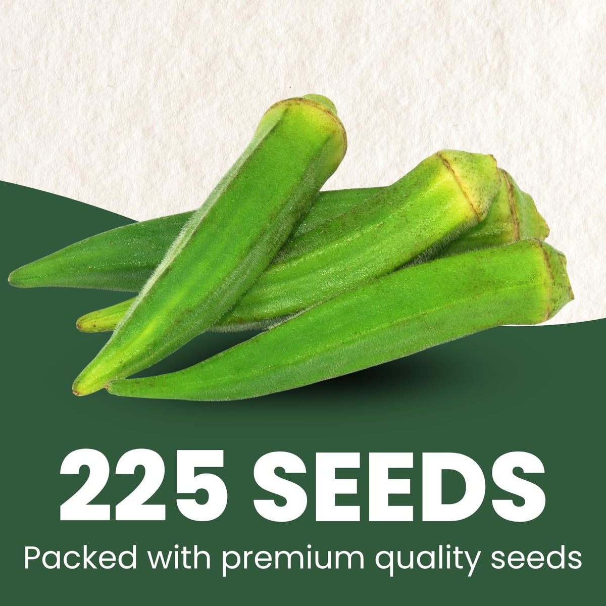 Family Sown Clemson Spineless okra seeds germination close-up shows high viability for strong sprouts.