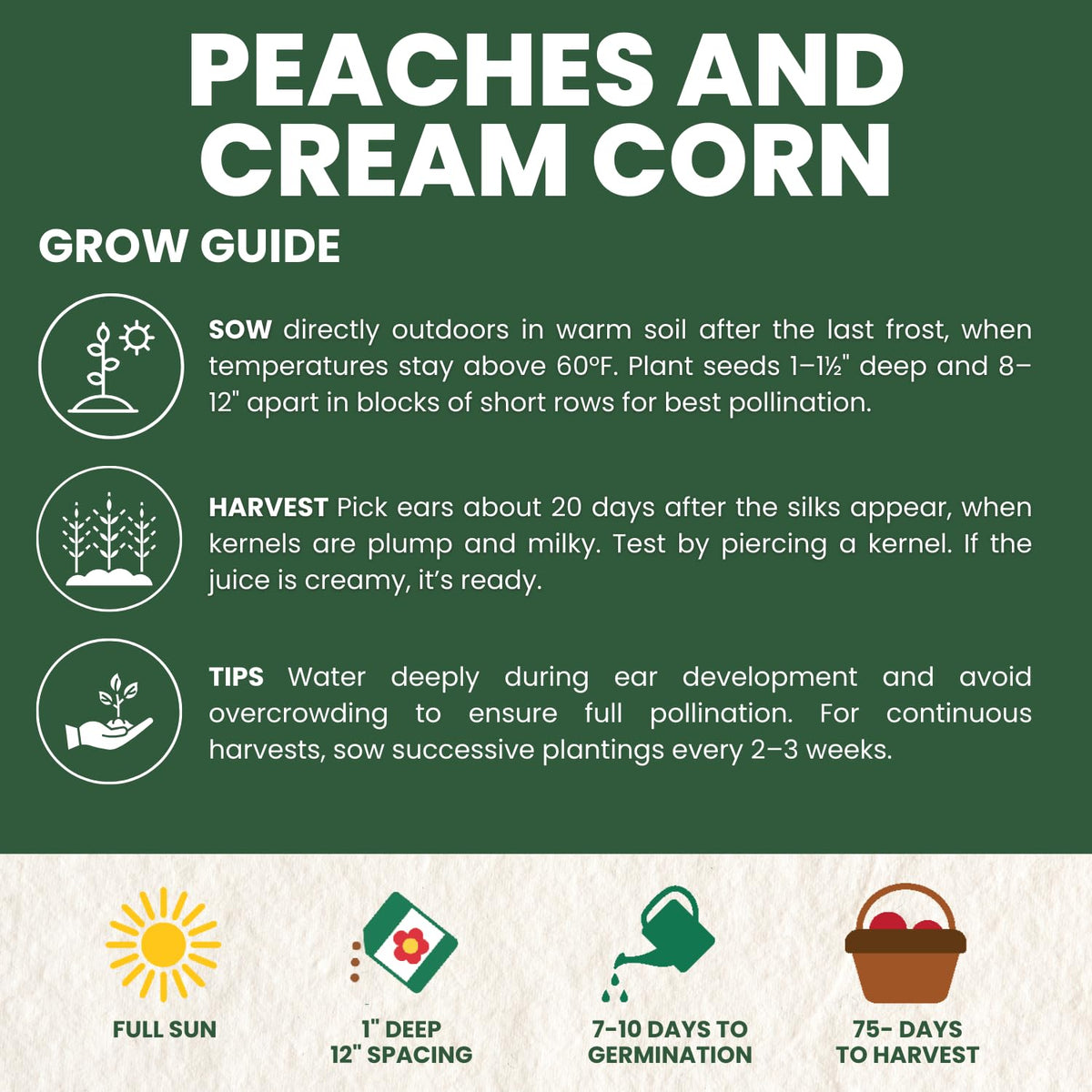 Family Sown Peaches and Cream kernels close-up — crisp sweetness for fresh meals.