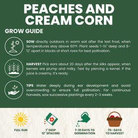 Family Sown Peaches and Cream kernels close-up — crisp sweetness for fresh meals.