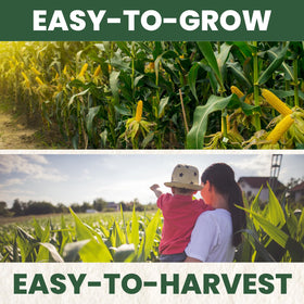 Family Sown Peaches and Cream ear — early harvest potential for busy summer cooks.