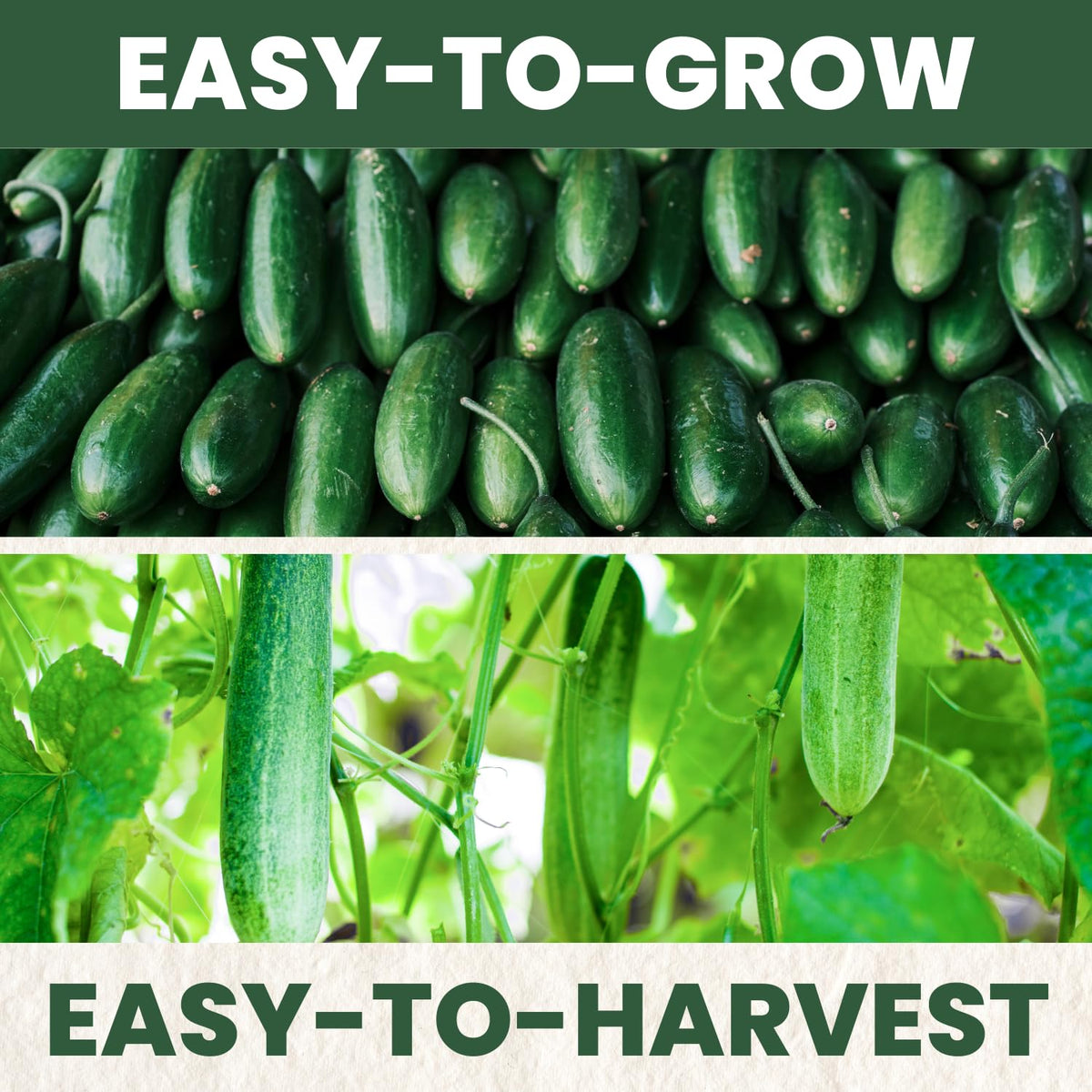 Crisp Persian cucumbers forming on vines started from FAMILY SOWN seeds.