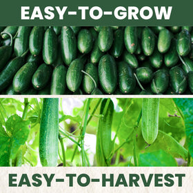 Crisp Persian cucumbers forming on vines started from FAMILY SOWN seeds.