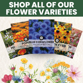 Family Sown pollinator-friendly meadow seeds invite butterflies and bees.