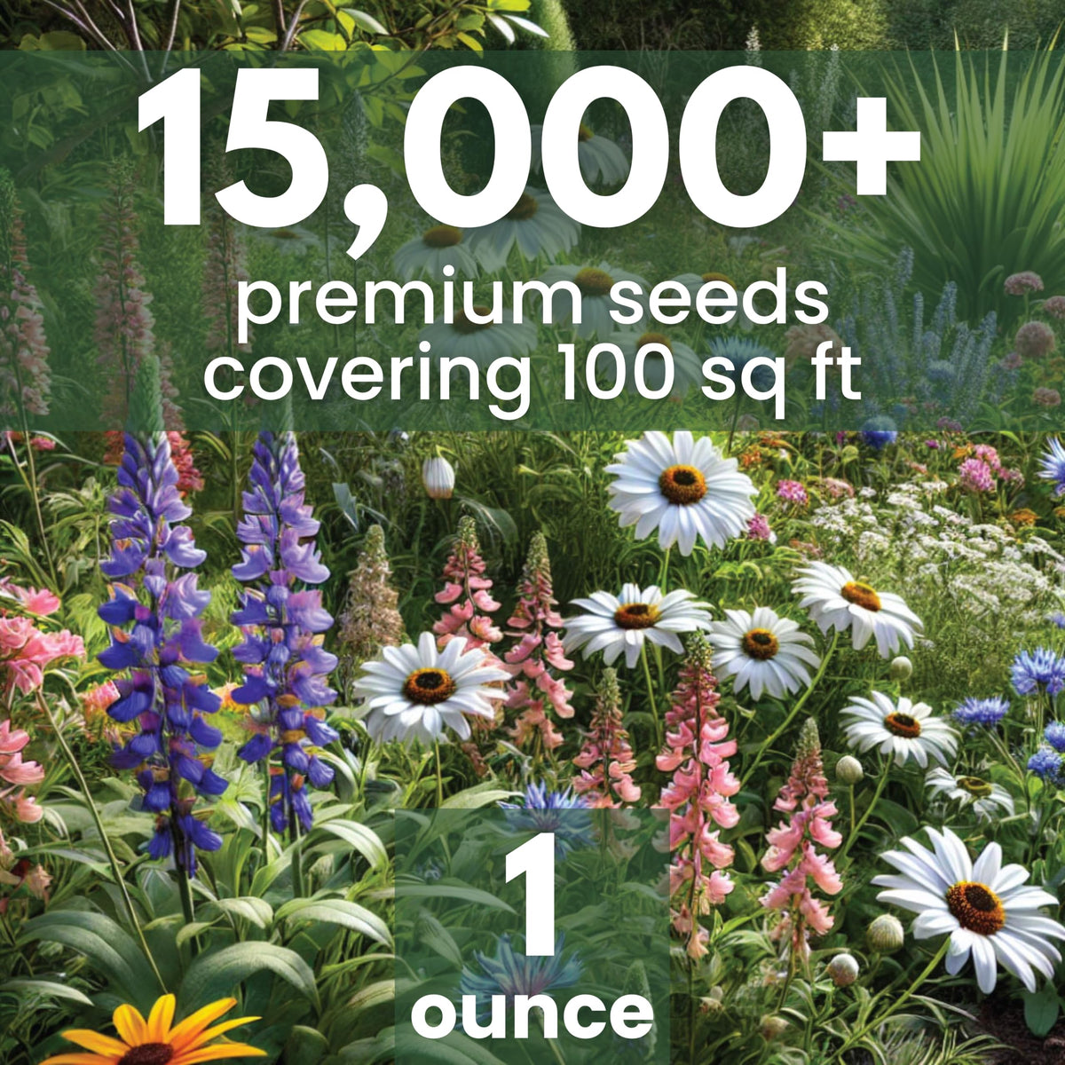 Family Sown pollinator-friendly seeds delivering vibrant summer color.