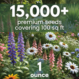 Family Sown pollinator-friendly seeds delivering vibrant summer color.