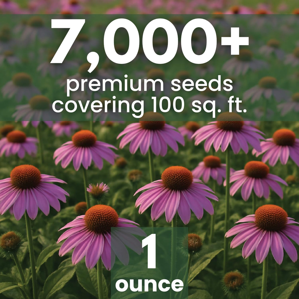 Family Sown purple coneflower seeds pouch preserves viability for reliable germination.