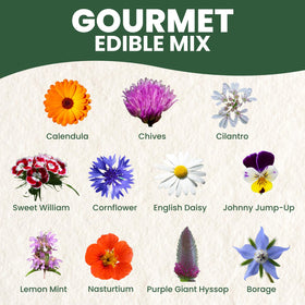 Family Sown seeds planted in a pot, ideal for small-space culinary gardening.