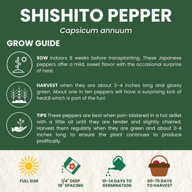 Family Sown slender peppers on plant, ready to harvest