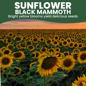 Family Sown Black Mammoth sunflowers atop tall blooms for garden borders.