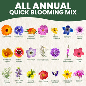 FAMILY SOWN sunlit border meadow seeds create vibrant border displays.