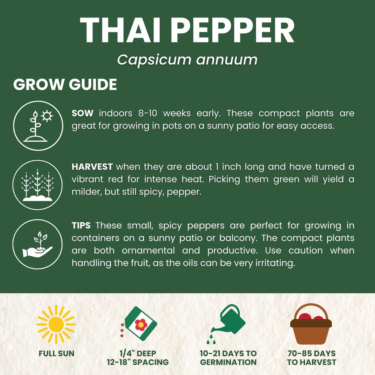 Family Sown Thai Pepper hot peppers on the plant with vibrant color