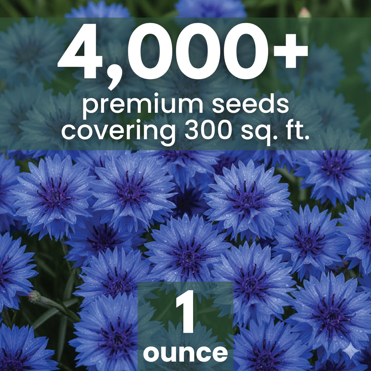 Family Sown true blue blooms for striking bachelor-button displays.