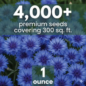 Family Sown true blue blooms for striking bachelor-button displays.