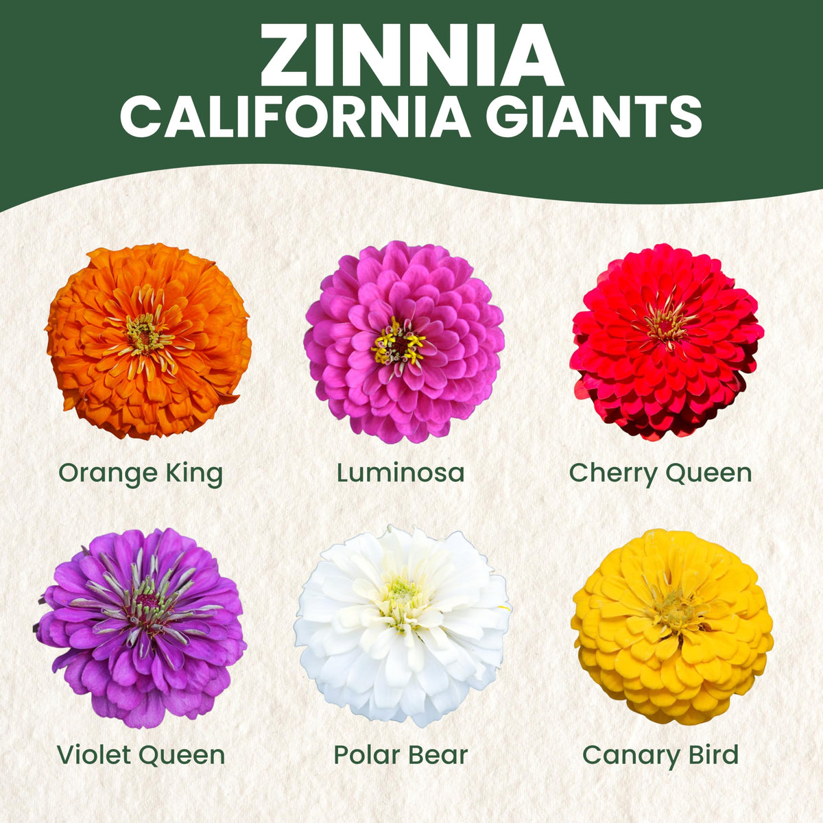Family Sown Zinnia California Giants brighten borders with long-lasting color.