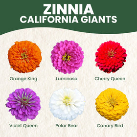 Family Sown Zinnia California Giants brighten borders with long-lasting color.