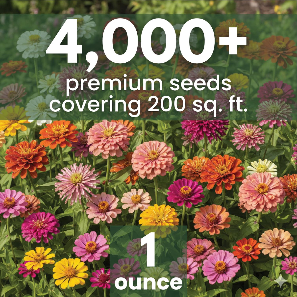 Family Sown Zinnia Crazy Blend blossoms in neon pinks and fiery oranges, great for borders.