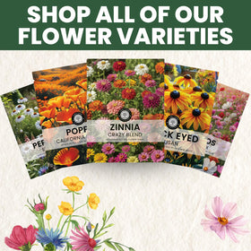 Family Sown Zinnia Crazy Blend seed pack supports large-season displays in sunny beds.