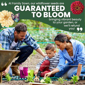 Family Sown Zinnia Crazy Blend seeds ship fresh for 2026 sowing and reliable germination.