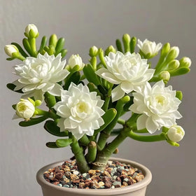 FANTIAN indoor plants decorative gravel enhances pot aesthetics and cleanliness.