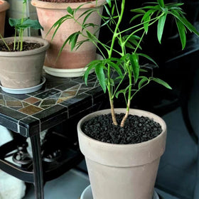 FANTIAN lava rocks weed suppression when used as mulch.