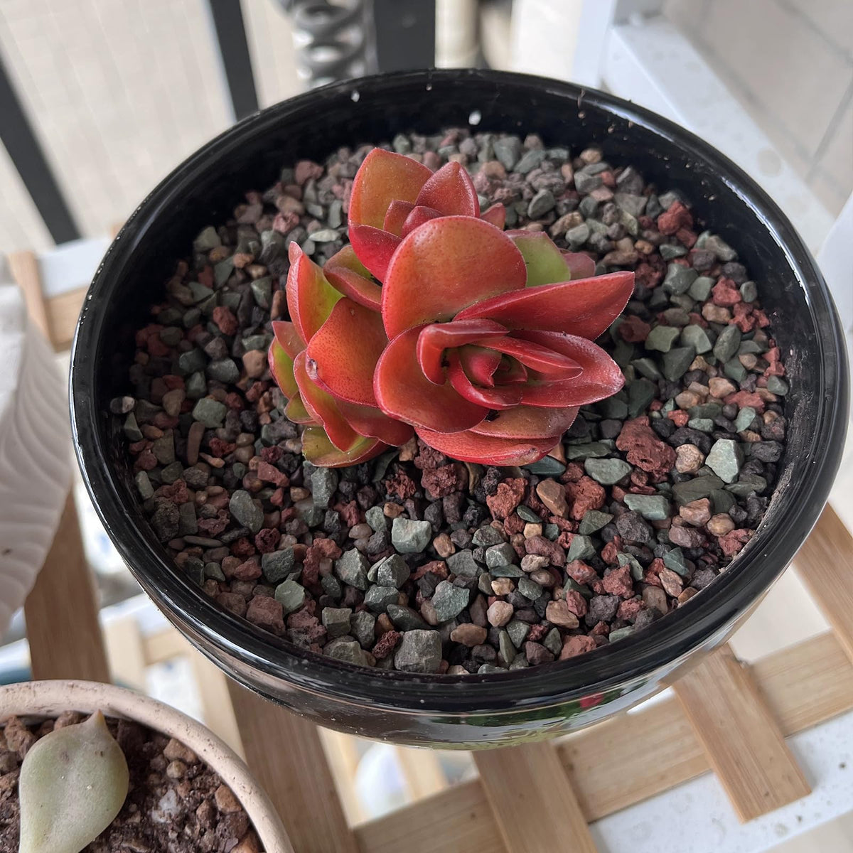 FANTIAN mixed media improves soil structure for various plants