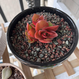 FANTIAN mixed media improves soil structure for various plants