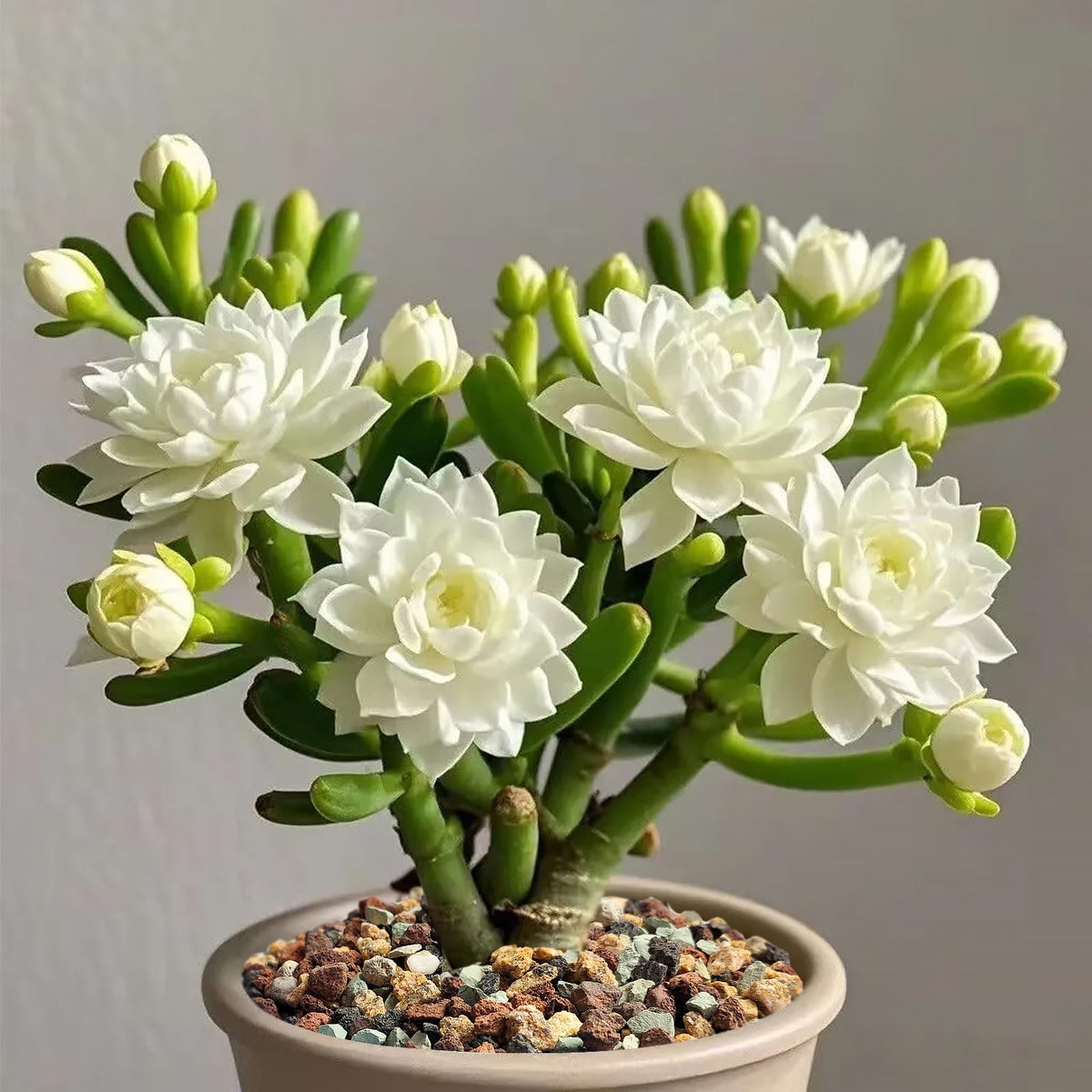 FANTIAN mix can be used alone or with soil media for various plants.