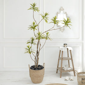 FANTIAN natural black stones decorate plant displays while aiding drainage.
