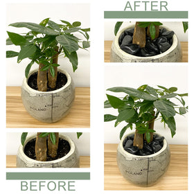 FANTIAN black pebbles for aquariums provide attractive ground cover and drainage.