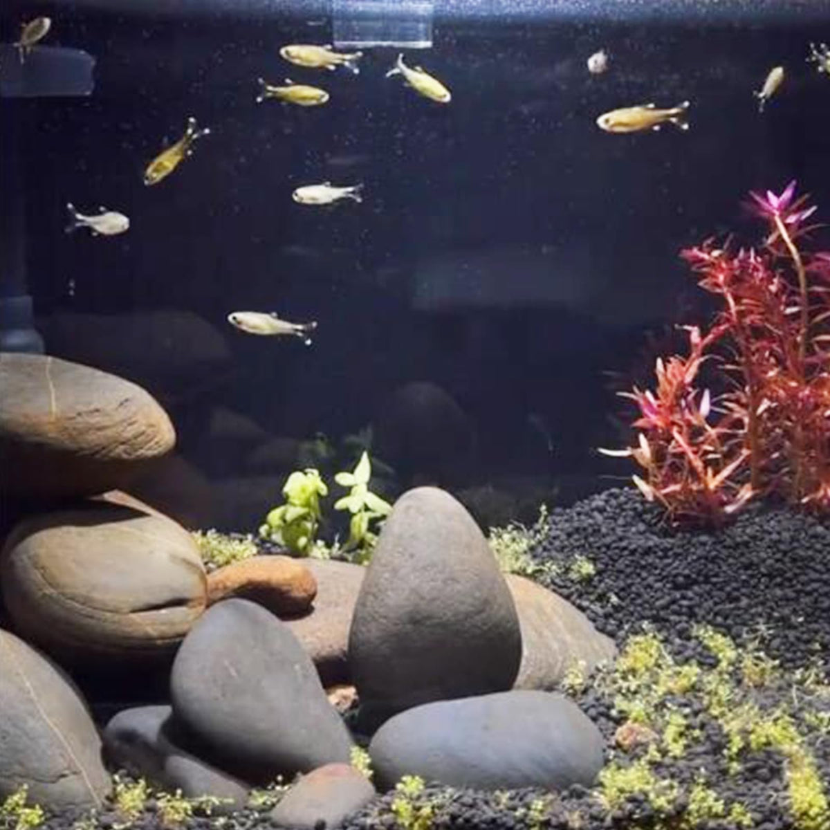 FANTIAN fire pit perimeter accents with color-safe, heat-friendly stones