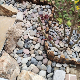 FANTIAN river rocks create a pet-safe habitat with a smooth surface.