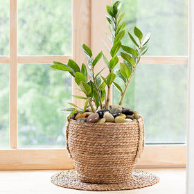 FANTIAN river rocks in a potted plant setup boosting drainage and style.
