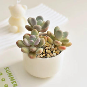 FANTIAN vase decor stones add color and texture to displays