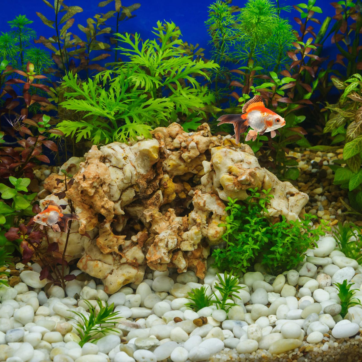 FANTIAN wax-coated surface; aquarium use requires wax removal