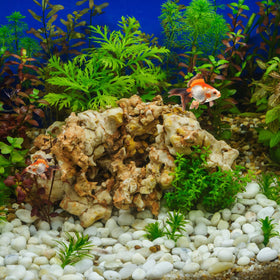 FANTIAN wax-coated surface; aquarium use requires wax removal