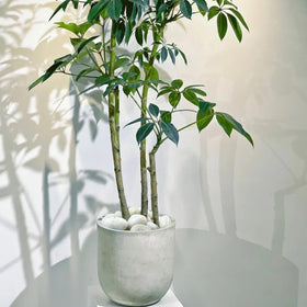 FANTIAN white pebbles endure outdoor decor year-round