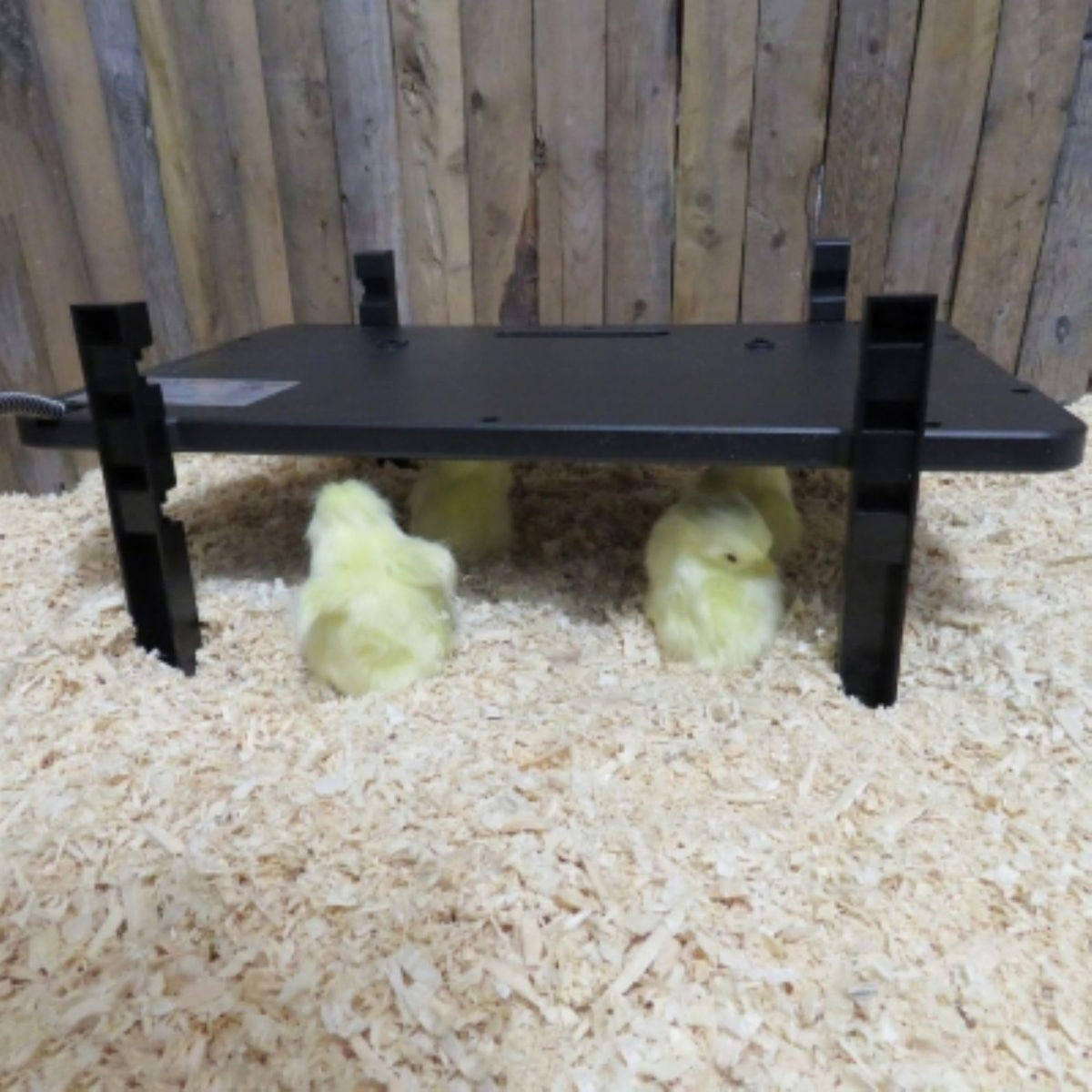 Farm Innovators 2-in-1 radiant panel wall-mounted for flexible coop placement.