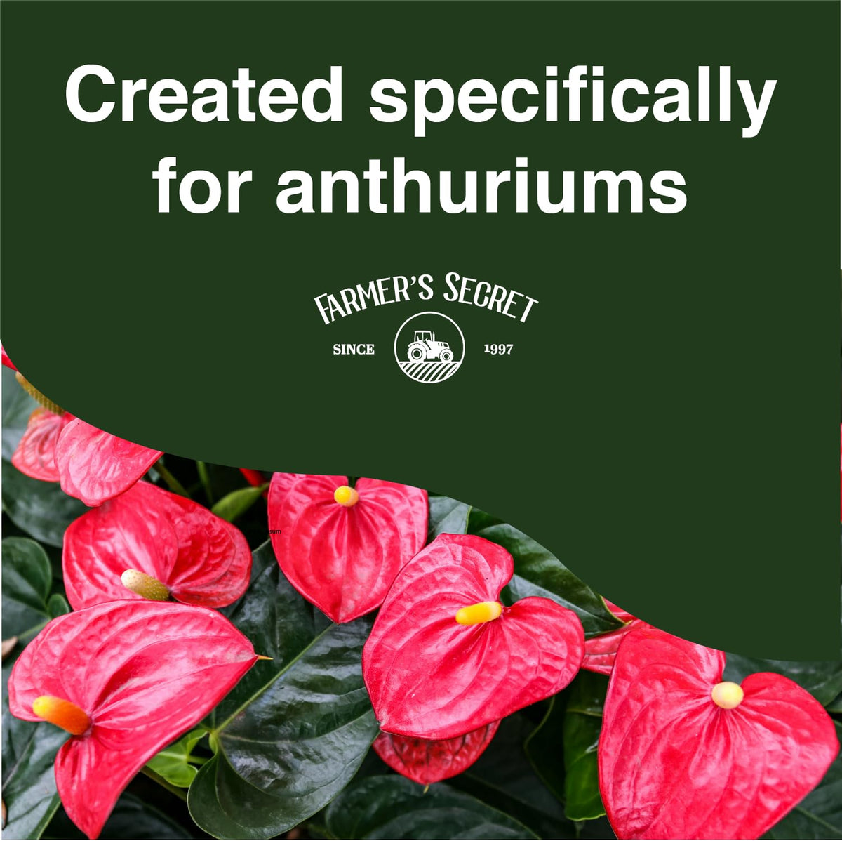 Pouring the diluted solution onto anthurium for steady flowering support.