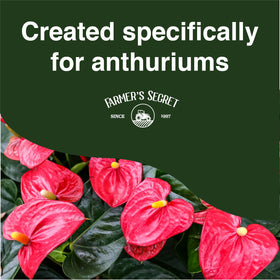 Pouring the diluted solution onto anthurium for steady flowering support.