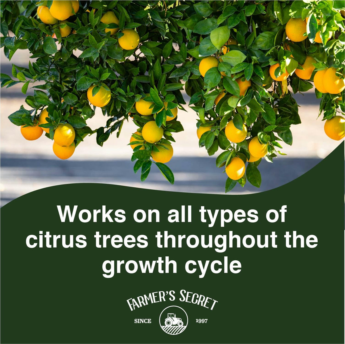 Farmer's Secret Citrus Tree Booster applied along the drip line for even distribution.